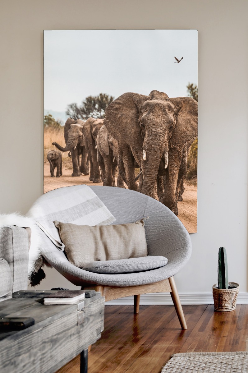 photo guide elephtant image on wall